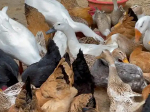 Poultry Hatchery Industry